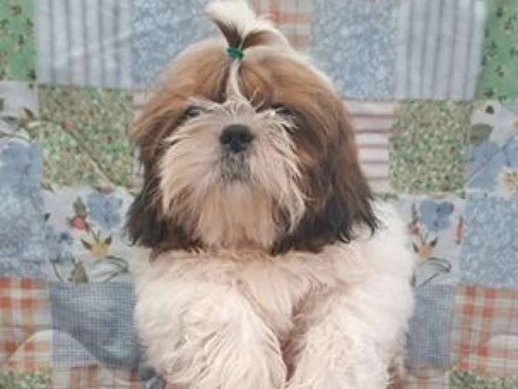 2 chiots mâles Shih Tzu LOF à vendre, nés en novembre 2025