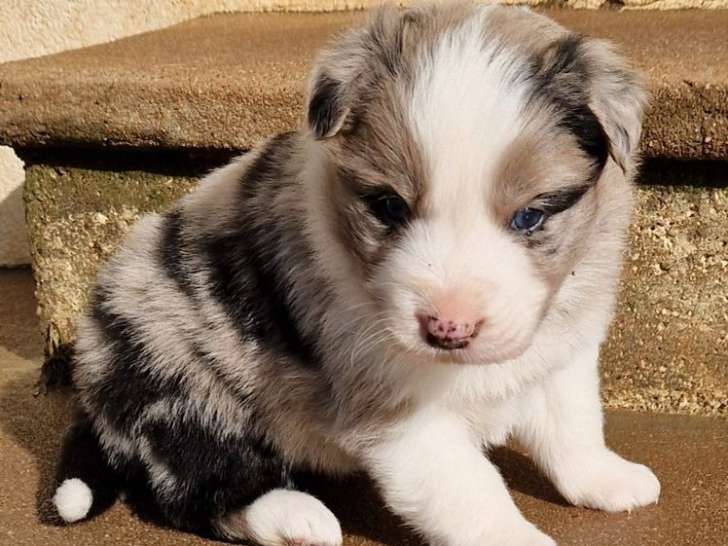 4 chiots Border Collie à réserver, nés en janvier 2026 (non LOF)