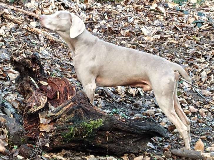 Chien adulte de race Braque de Weimar Mâle à donner