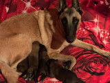 Chiots de race Berger Belge Malinois à vendre (7 femelles & 1 mâle)