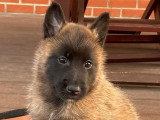 Chiots de race Berger Belge Malinois à vendre (7 femelles & 1 mâle)