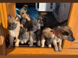 Chiots de race Berger Belge Malinois à vendre (7 femelles & 1 mâle)