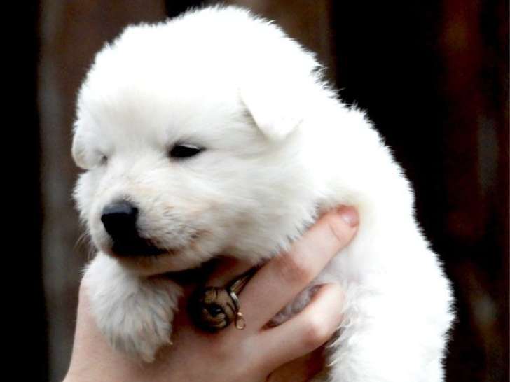 2 chiots mâles Berger Blanc Suisse LOF à réserver, nés en décembre 2025