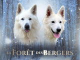 2 chiots mâles Berger Blanc Suisse LOF à réserver, nés en décembre 2025