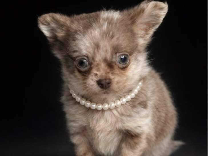 1 chiot mâle Chihuahua poil long LOF à vendre, merle, né en décembre 2025