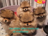 4 chiots Spitz Nain de Poméranie LOF à vendre, nés en novembre 2025