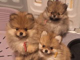 4 chiots Spitz Nain de Poméranie LOF à vendre, nés en novembre 2025