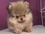 4 chiots Spitz Nain de Poméranie LOF à vendre, nés en novembre 2025