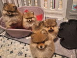 4 chiots Spitz Nain de Poméranie LOF à vendre, nés en novembre 2025