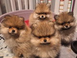 4 chiots Spitz Nain de Poméranie LOF à vendre, nés en novembre 2025