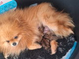 4 chiots Spitz Nain de Poméranie LOF à vendre, nés en novembre 2025