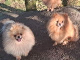 4 chiots Spitz Nain de Poméranie LOF à vendre, nés en novembre 2025