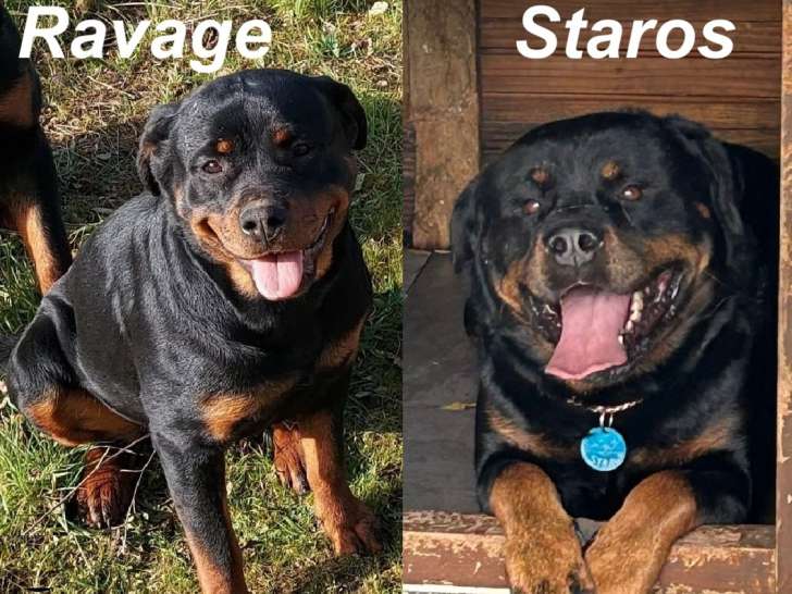 Chiots Rottweilers à naître