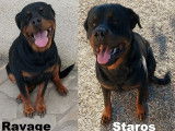 Chiots Rottweilers à naître