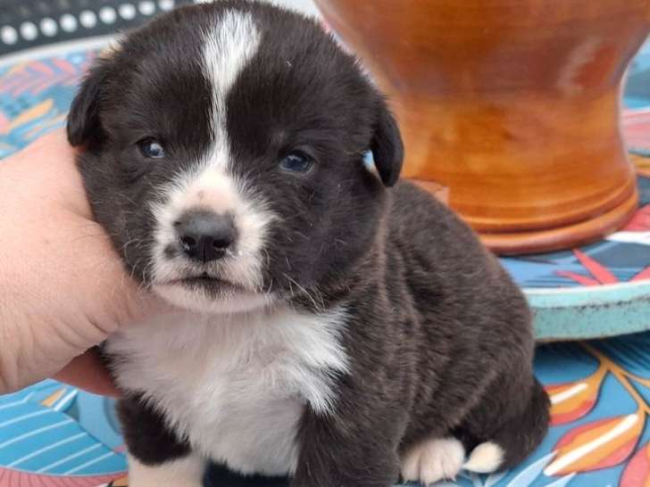 5 chiots Welsh Corgi Cardigan LOF à réserver, nés en janvier 2026