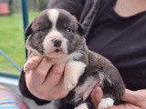 5 chiots Welsh Corgi Cardigan LOF à réserver, nés en janvier 2026