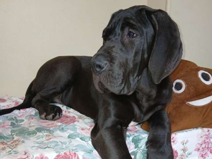 1 chiot mâle Dogue Allemand LOF à vendre, né en octobre 2025