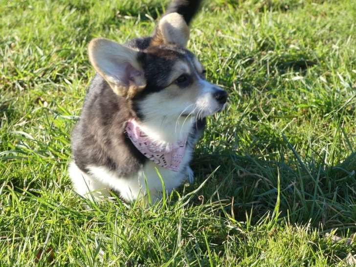 3 femelles Welsh Corgi Pembroke LOF à vendre, nées en septembre 2025