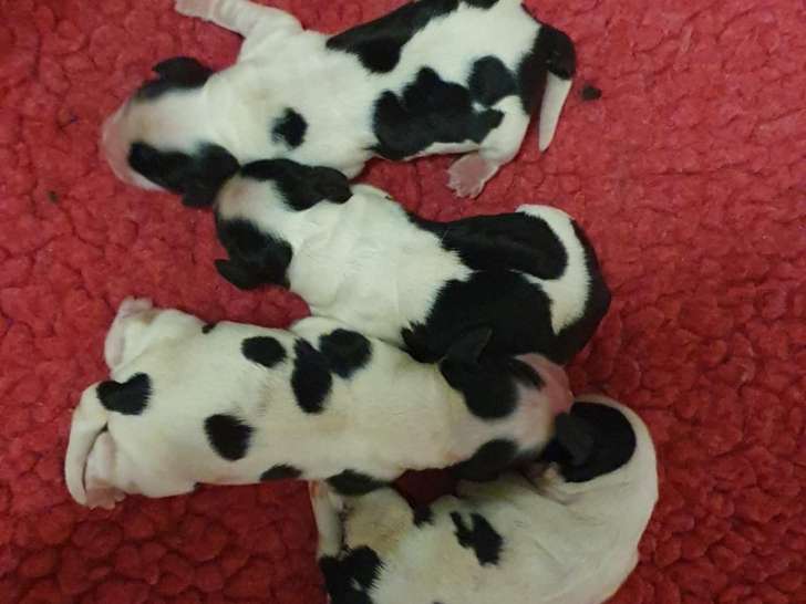 Chiots Cockers Anglais LOF à Réserver