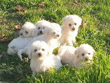 4 chiots mâles Bichon Frisé LOF à vendre, nés en novembre 2025