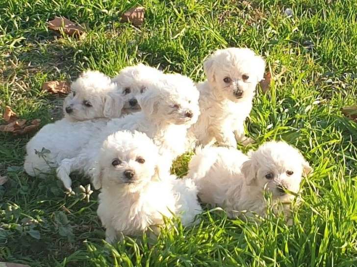 4 chiots mâles Bichon Frisé LOF à vendre, nés en novembre 2025