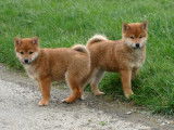 2 chiots mâles Shiba Inu à vendre, nés en novembre 2025 ( non LOF)