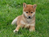 2 chiots mâles Shiba Inu à vendre, nés en novembre 2025 ( non LOF)