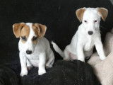 3 chiots Jack Russell LOF à vendre, nés en septembre 2025