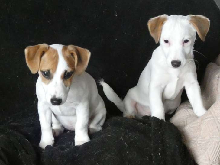 3 chiots Jack Russell LOF à vendre, nés en septembre 2025