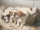 3 chiots Jack Russell LOF à vendre, nés en septembre 2025