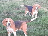 5 chiots Beagle LOF à vendre, nés en mai 2025, mâles et femelles