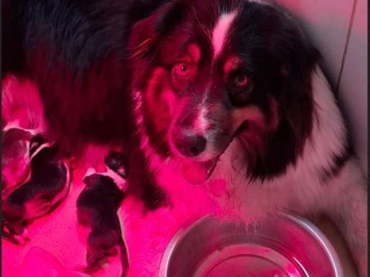 8 chiots Berger Australien LOF à réserver, nés en février 2026