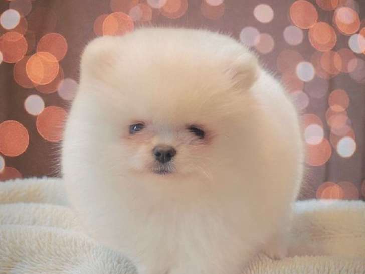 1 chiot mâle Spitz Allemand LOF à vendre, blanc, né en novembre 2025
