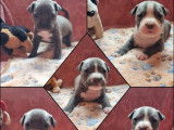 10 chiots American Staffordshire Terrier LOF à réserver, nés en janvier 2026