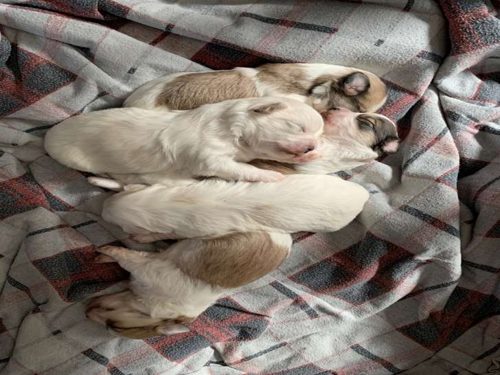 Chiots Coton de Tuléar à naître