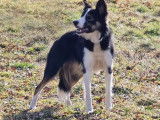 1 femelle Border Collie LOF à vendre, adulte née en décembre 2020