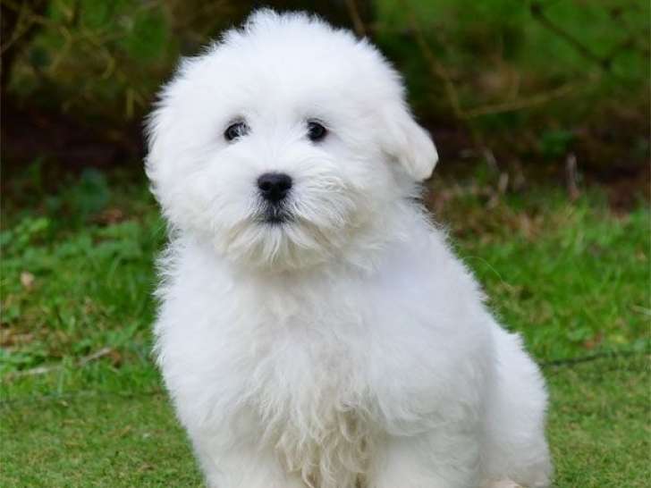 4 chiots mâles Coton de Tuléar LOF à vendre, nés en octobre 2025