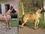 4 chiots Berger Belge Malinois LOF à réserver, nés en décembre 2025, 3 mâles et 1 femelle