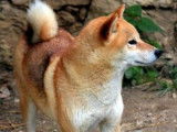 1 femelle Shiba Inu LOF à réserver, née en décembre 2025