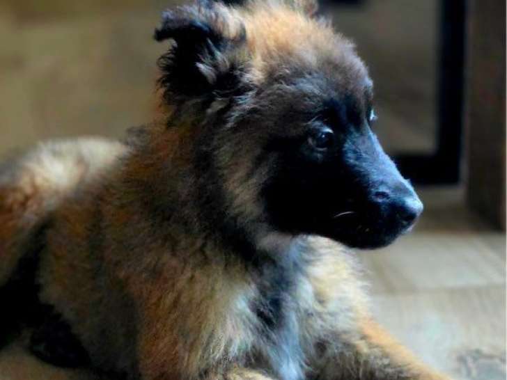 5 chiots Berger Belge Tervueren LOF à vendre, nés en octobre 2025