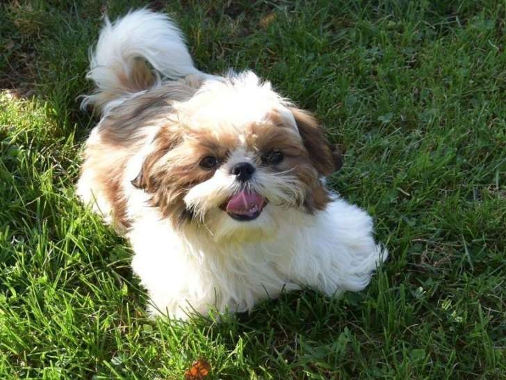 6 chiots Shih Tzu LOF à vendre, nés en décembre 2025