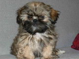 6 chiots Shih Tzu LOF à vendre, nés en décembre 2025