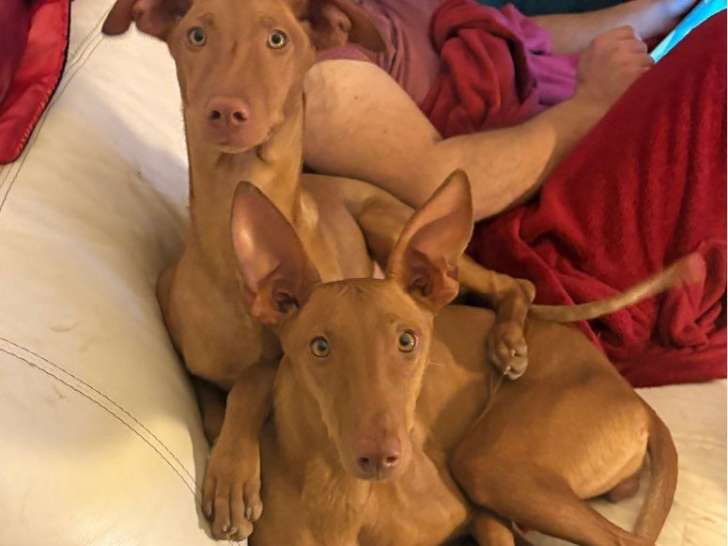 1 femelle Chien du Pharaon LOF à vendre, née en août 2025