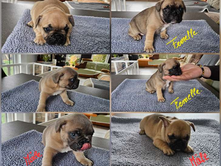 4 chiots Bouledogue Francais à vendre