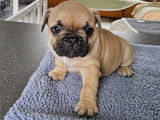 4 chiots Bouledogue Francais à vendre