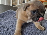 4 chiots Bouledogue Francais à vendre