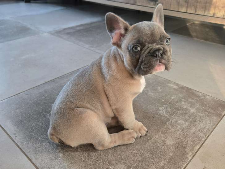 2 chiots Bouledogue Francais à vendre