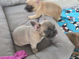2 chiots Bouledogue Francais à vendre
