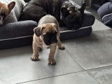 1 chiot Bouledogue Francais à vendre