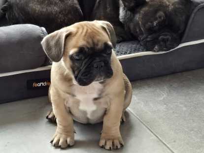 1 chiot Bouledogue Francais à vendre